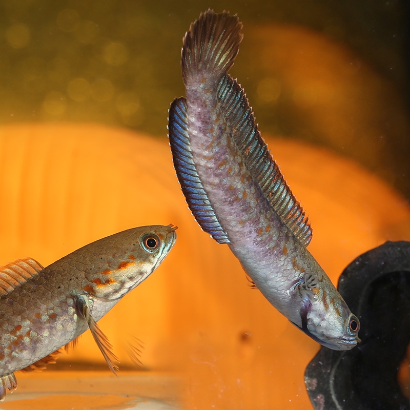 龙鱼雷龙观赏鱼热带鱼中小型雷龙鱼七彩阿萨姆蓝帆淡水鱼鱼