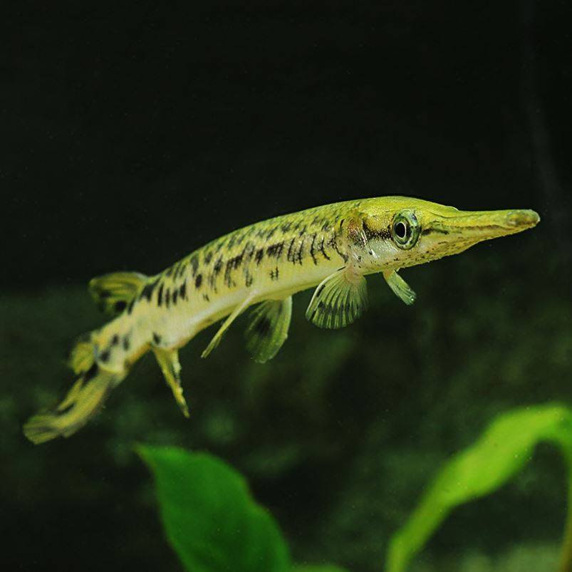 淡水鱼热带鱼观赏鱼大型活体长嘴尖嘴鳄福鳄大雀鳝鱼