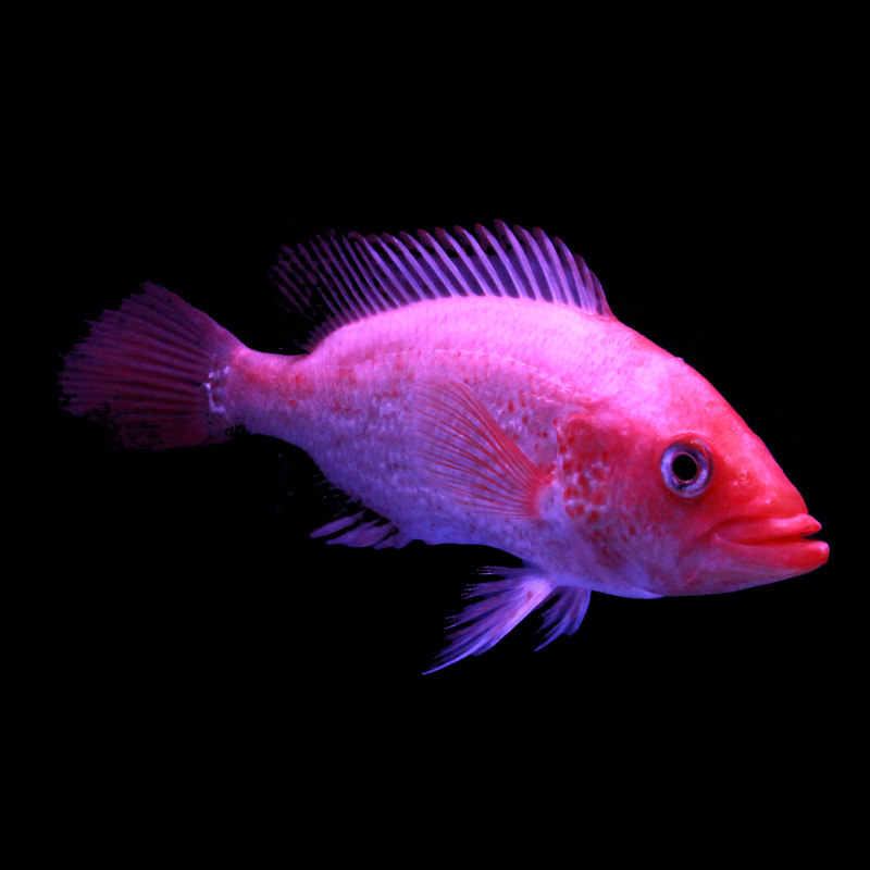 逞虎大型观赏鱼淡水鱼热带鱼红老虎鱼金玉满堂红头金鲷鱼