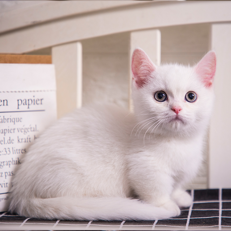 宠物曼基康矮脚猫咪活物纯白幼猫活体猫咪