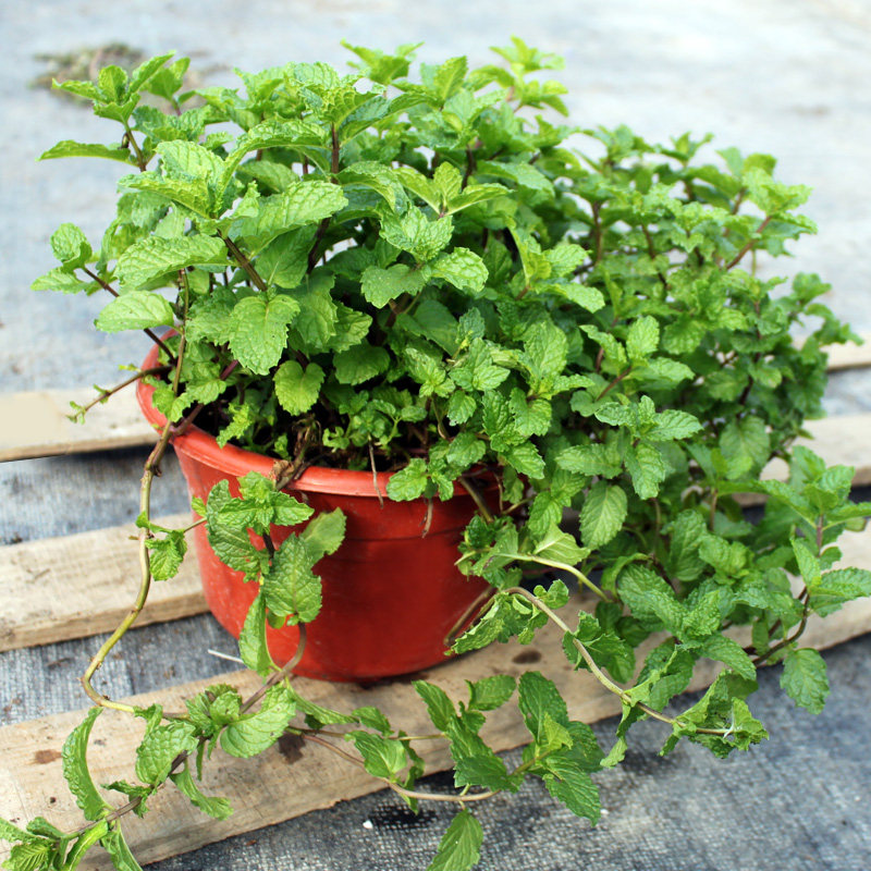 薄荷盆栽香槟办公室阳台植物驱蚊可食用净化空气绿植绿植