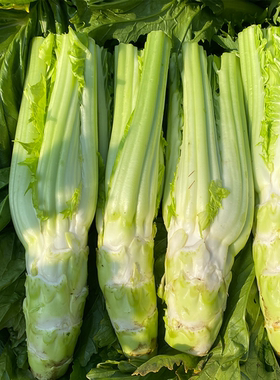 四川特产棒棒菜农家自种青菜头青笋