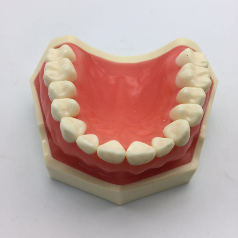 备牙练习十盈预备上颌下颌口腔模型牙医学生教学仪器