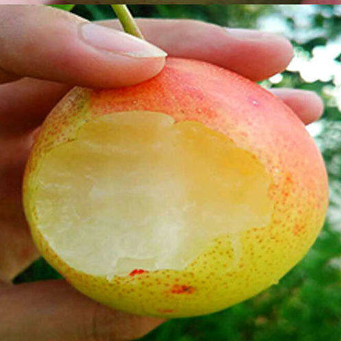 云南沙梨一面面红当季水果新鲜整箱太婆梨应梨