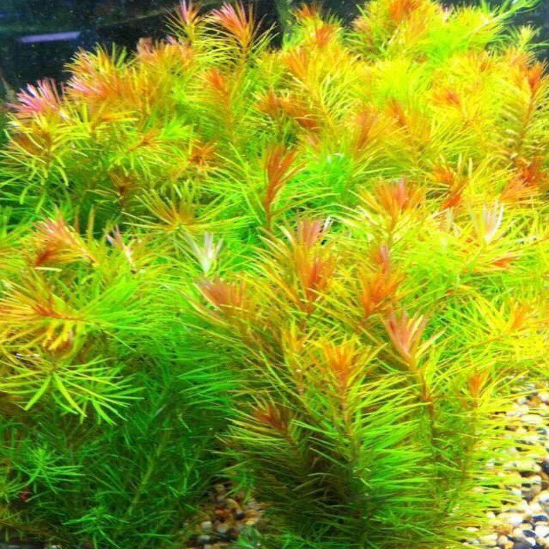 鱼缸懒人活体水草植物阴性缸里宝塔大宝深绿色鱼缸