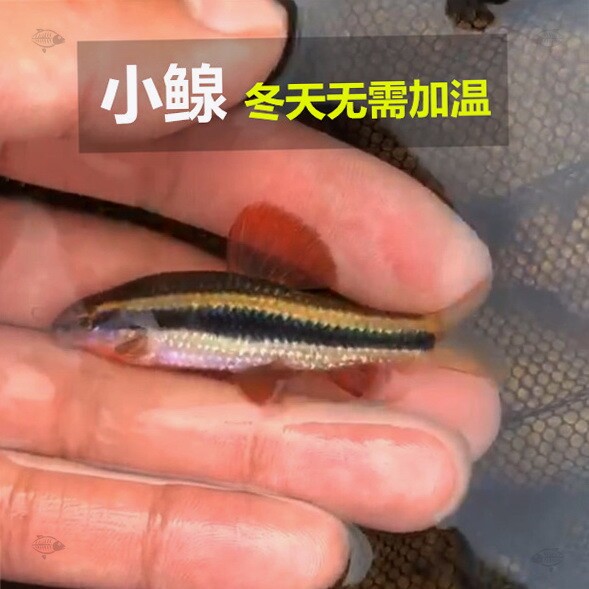活体鱼小鳈鱼小泉冷水鱼观赏鱼原生工具荷叶鱼