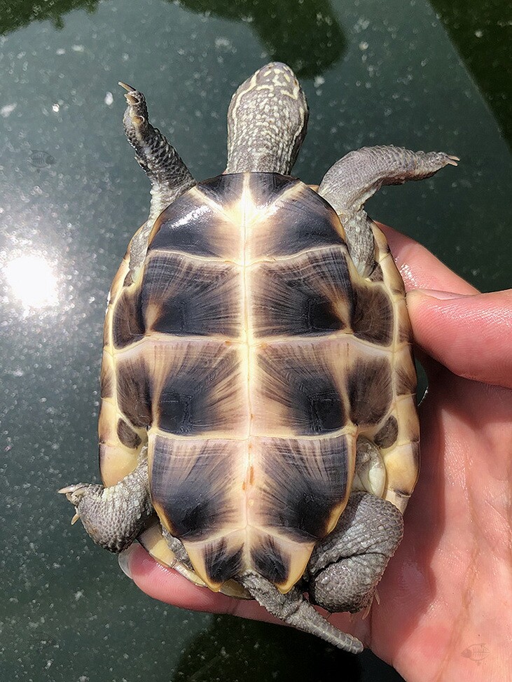 活体石金线金线招财金钱龟皖南金钱宠物小乌龟长寿龟鱼