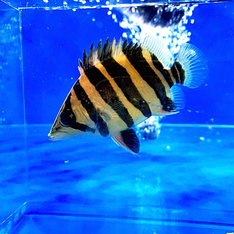 虎鱼热带印尼练手活体观赏观赏鱼鱼苗腊黄金虎鱼