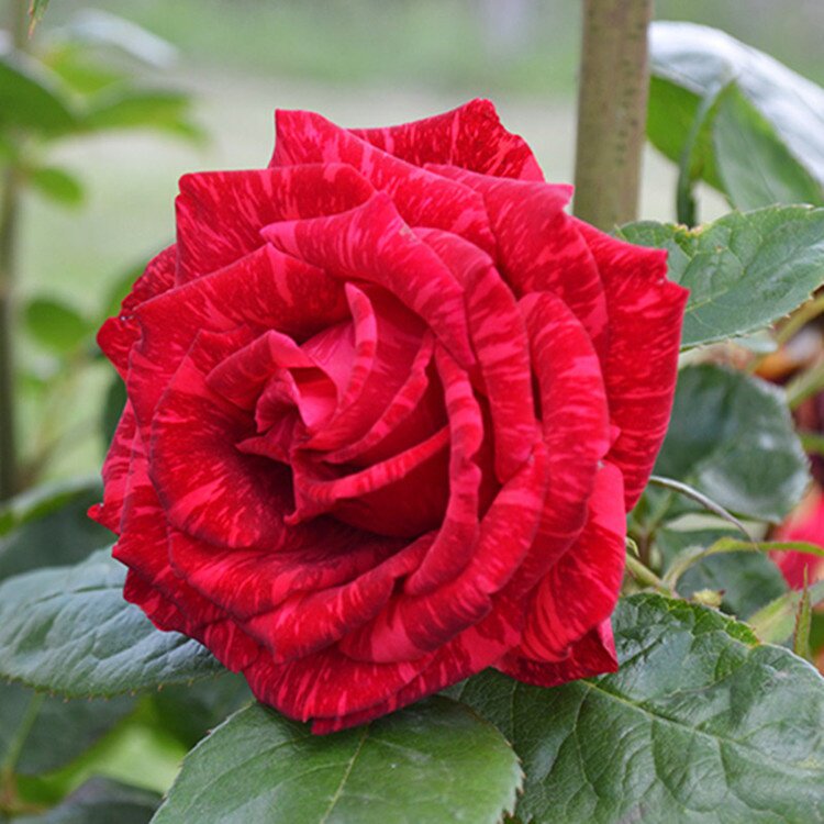 花苗花切条纹暗红花卉阳台直觉月季盆栽季红色花卉