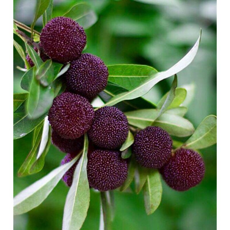 正宗嫁接东魁仙居杨梅三年带土南方北方种植果树