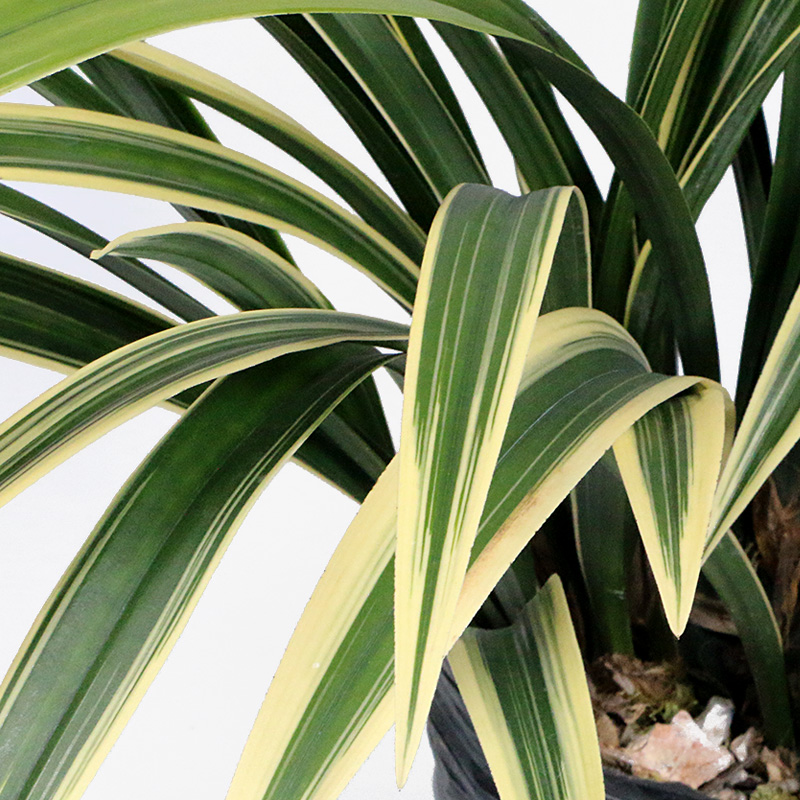 盆栽翁源兰花花卉名贵墨兰金边花苗带花浓香时令草本花卉