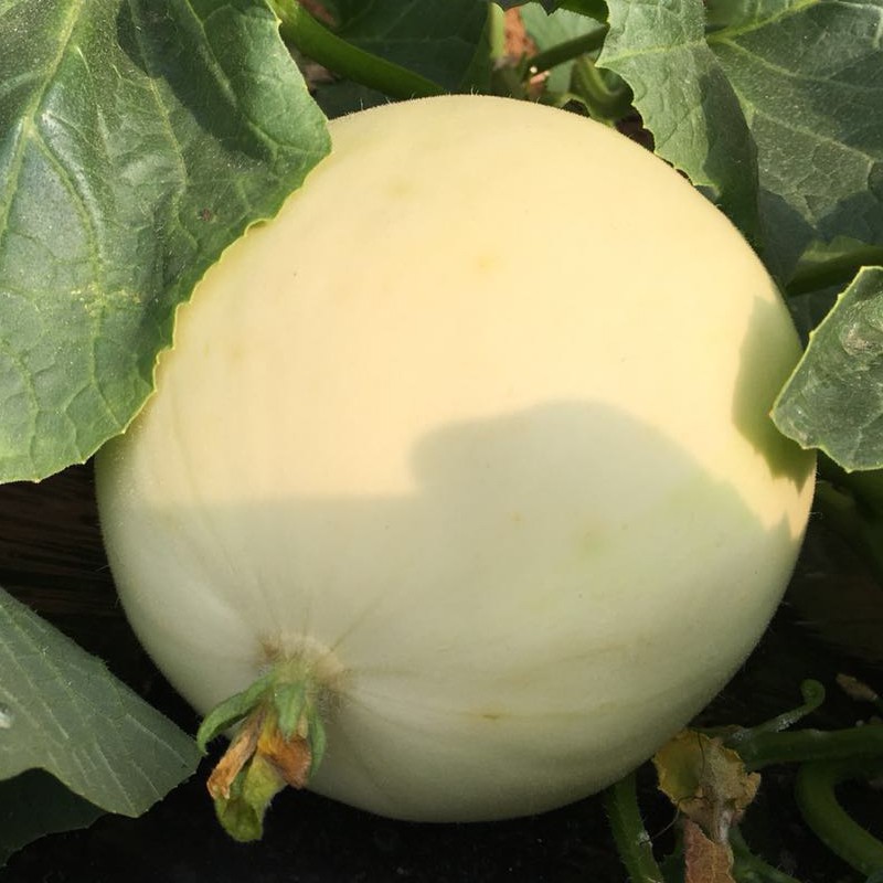 阎良甜瓜新鲜应当当季时令水果脆甜白玉小香甜瓜