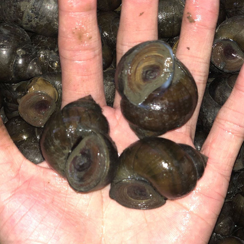 钓鱼脆螺鲜活小号田螺打窝螺蛳野钓专攻黑坑鱼塘鱼饵鱼料螺子