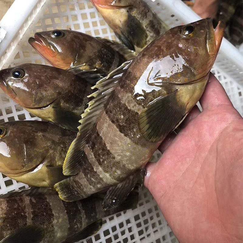 新鲜石斑鱼野生东山海鲜土斑水产冷冻生猛小石斑鱼