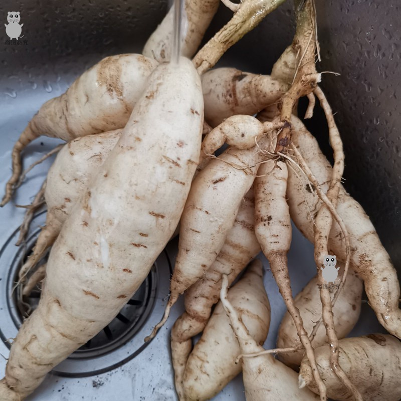 白皮5斤白瓤板栗薯面香甜现挖白心小红薯沙地番薯
