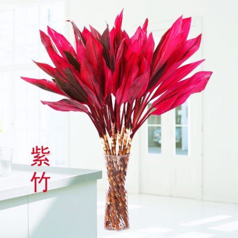 红叶红色紫叶发财步步朱焦竹子焦紫甲醛富贵长绿植