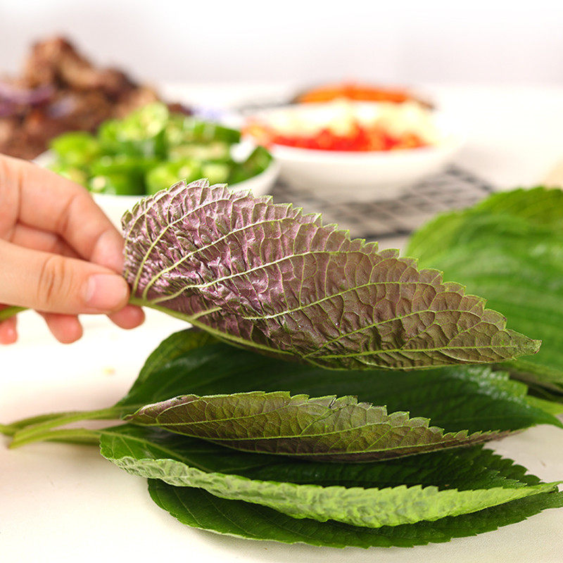 苏子叶子叶新鲜蔬菜韩国烤肉紫苏叶包饭菜叶东北其它