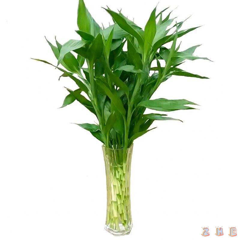 富贵竹水培植物节节高水养绿植龙竹室内客厅招财转运竹