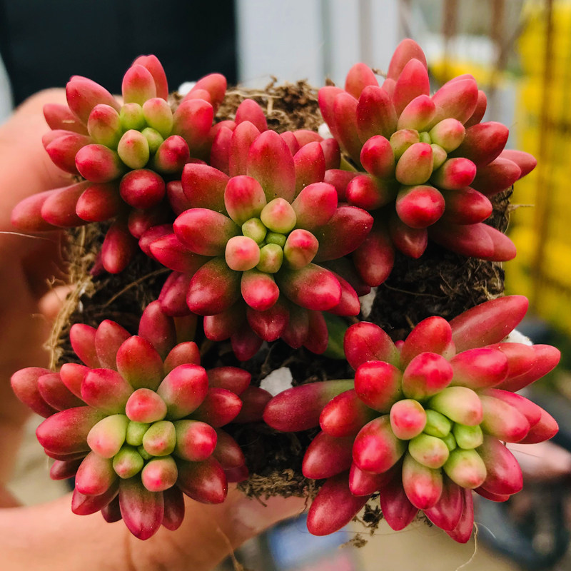 虹之季萌四季大棵新款绿植室内玉锦品种稀有多肉植物