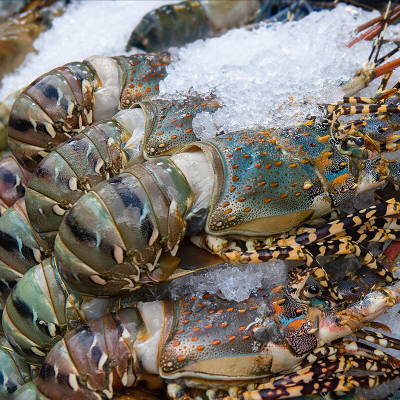 龙虾澳洲澳洲龙大龙青龙奥龙海鲜鲜活水产冷冻活虾