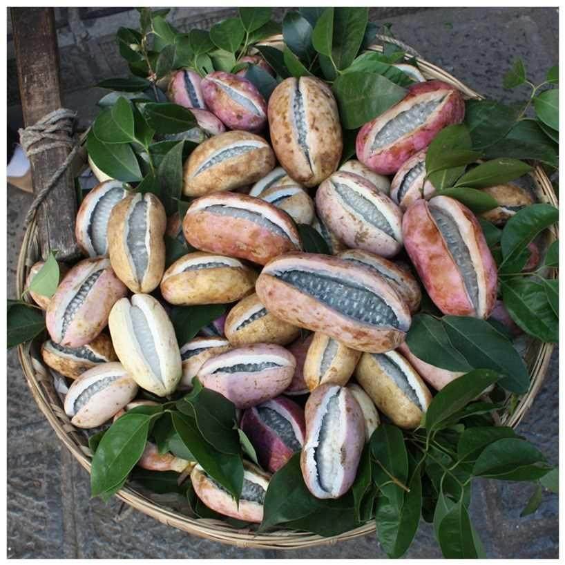 八月贵州野生水果新鲜孕妇果包5斤九月瓜炸甜瓜