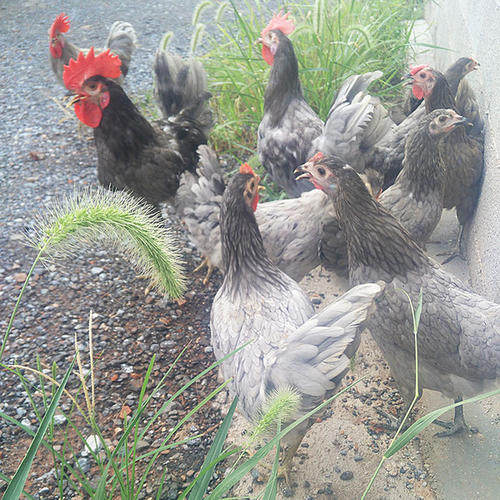 瓦灰农家散养土鸡观赏鸡虫草鸡绿壳蛋鸡活体鸡皮纸