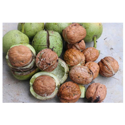 周至现货鲜核桃去青皮新鲜湿带青皮湿核桃鲜核桃仁孕妇薄皮2斤5斤