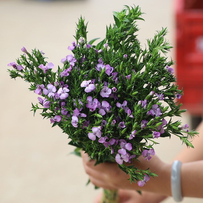 青梅鲜花花束相思梅石生云南基地地直发水插花鲜花速递同城