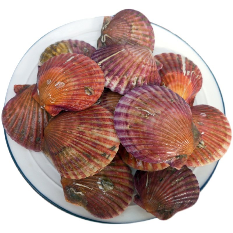 扇贝鲜活红贝港湾新鲜野生带壳贝类烧烤海鲜扇贝