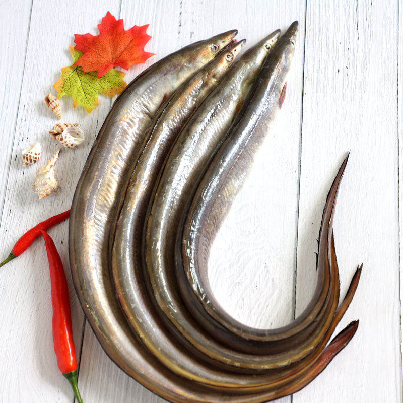 鳗鱼新鲜海海鲜鲜活水产冷冻舟山深海海整条冰冻鳗鱼