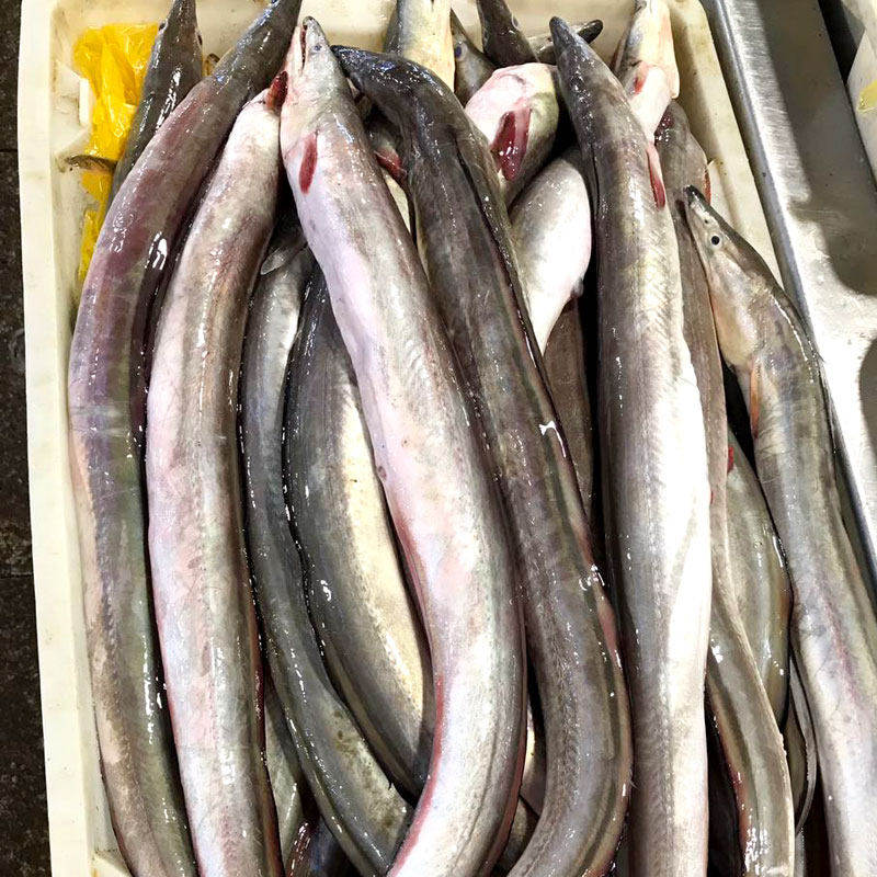 鳗鱼新鲜海海鲜鲜活水产冷冻舟山深海海整条冰冻鳗鱼