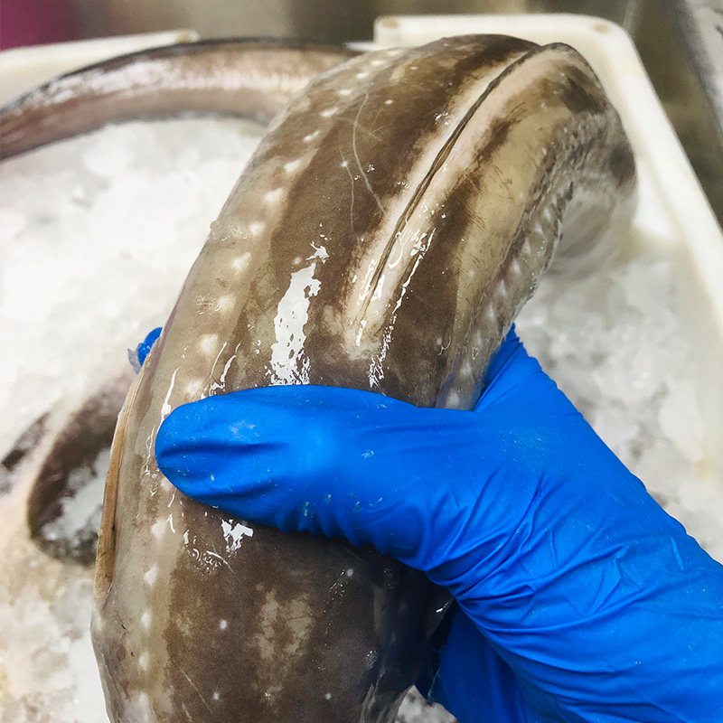 鳗鱼舟山山海捕大整条新鲜鲜活冷冻日式七星鳗鱼