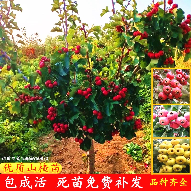 山楂树活苗嫁接盆栽地栽南方北方庭院种植特大果树