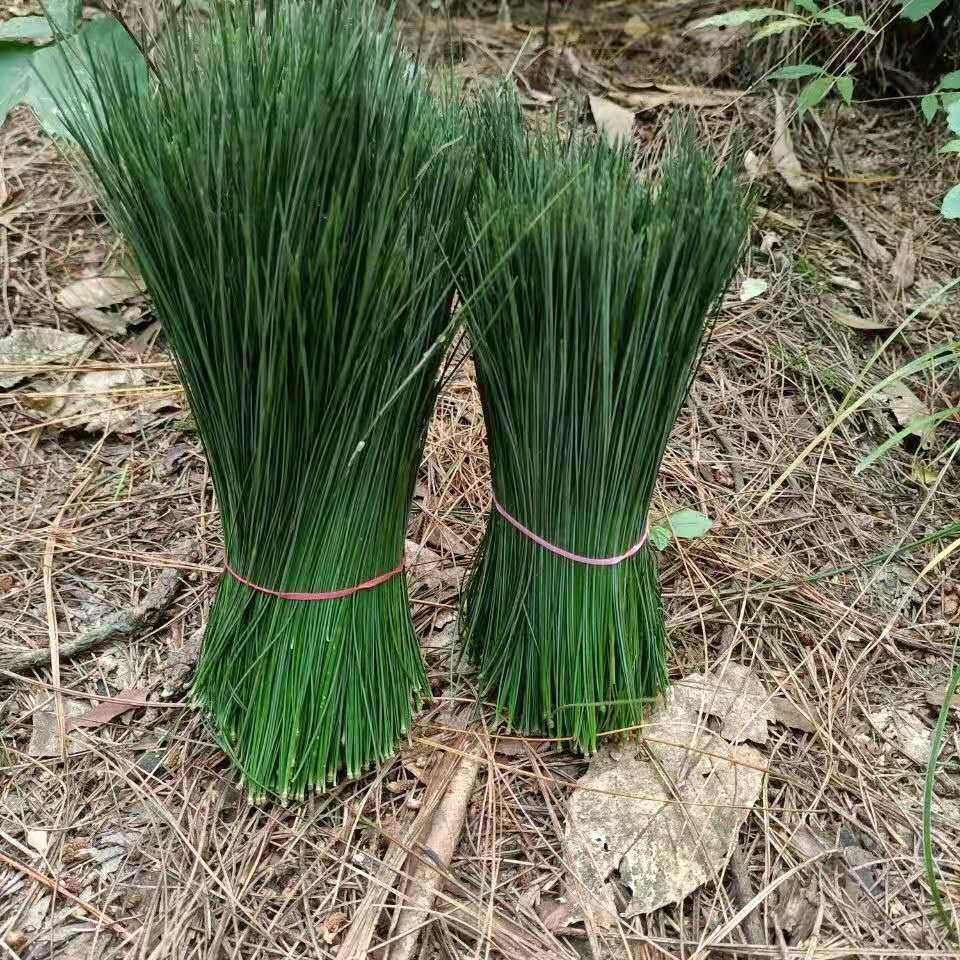 松针云南马尾酵素自制野生深山松毛马尾松两针其它