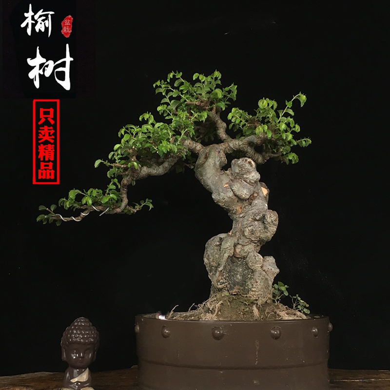 精品小叶小叶榆榆树盆景老桩熟桩矮霸疙瘩丛林绿植