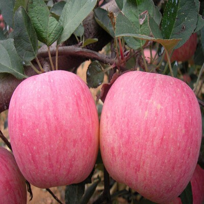 甘肃静宁红富士苹果新鲜水果80#苹果24颗装当季鲜果包邮