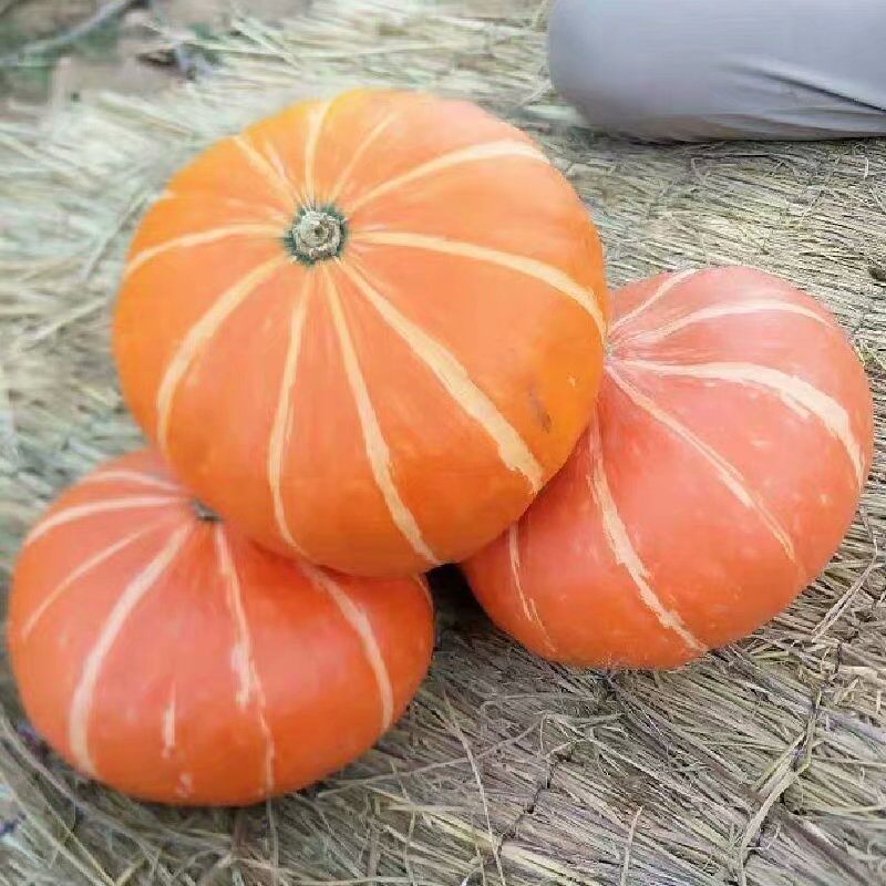 南瓜黄南瓜小金4-5斤包邮圆贝贝金丝瓜丝瓜农家雕刻手机保护套