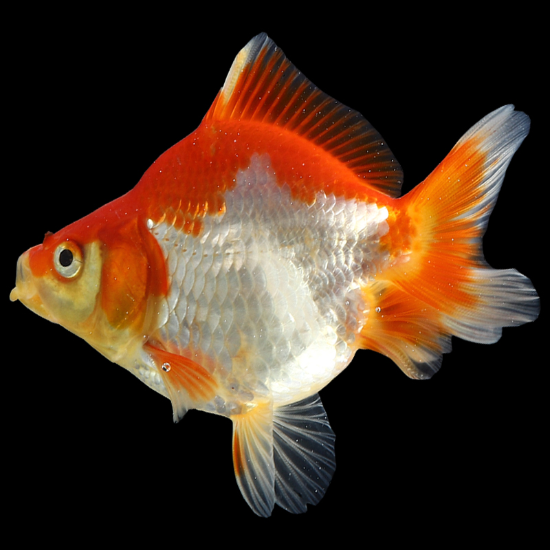 鎏金金鱼活鱼短尾高背活体鱼好养耐冷水淡水鱼