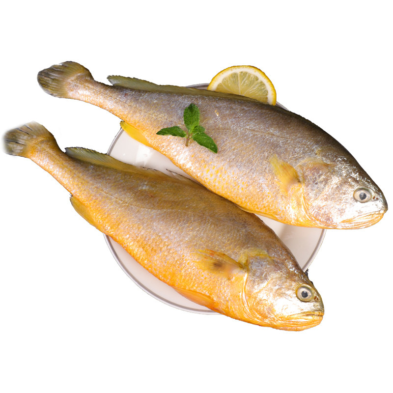 【足斤足两】黄花鱼鲜大黄鱼生鲜水产海鲜类海鱼活冻新鲜黄鱼