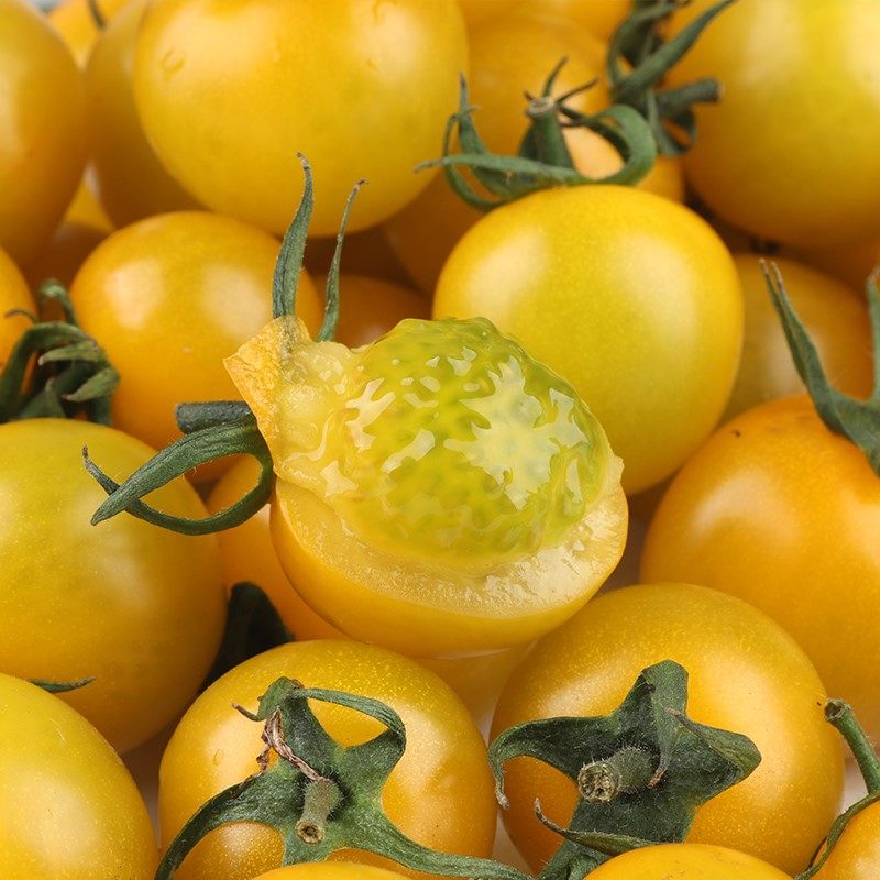 黄色小番茄5斤现摘千禧圣女果夏日阳光柿子新鲜手机保护套