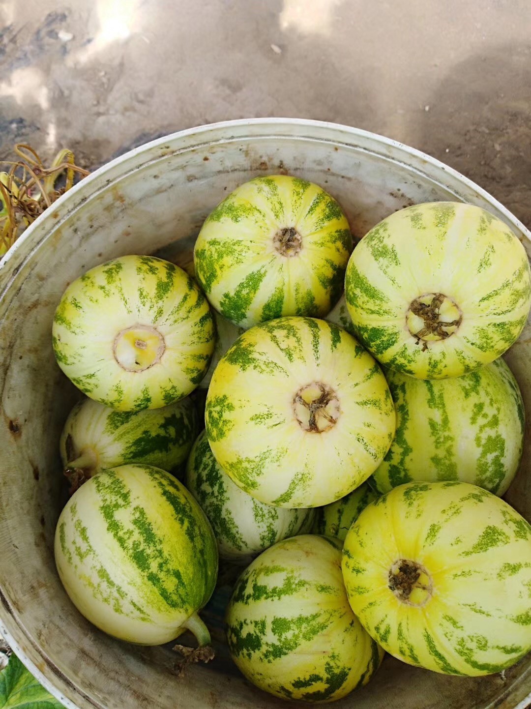 花蕾香瓜花皮甜瓜薄皮豹点蜜瓜香甜新鲜水果手机保护套