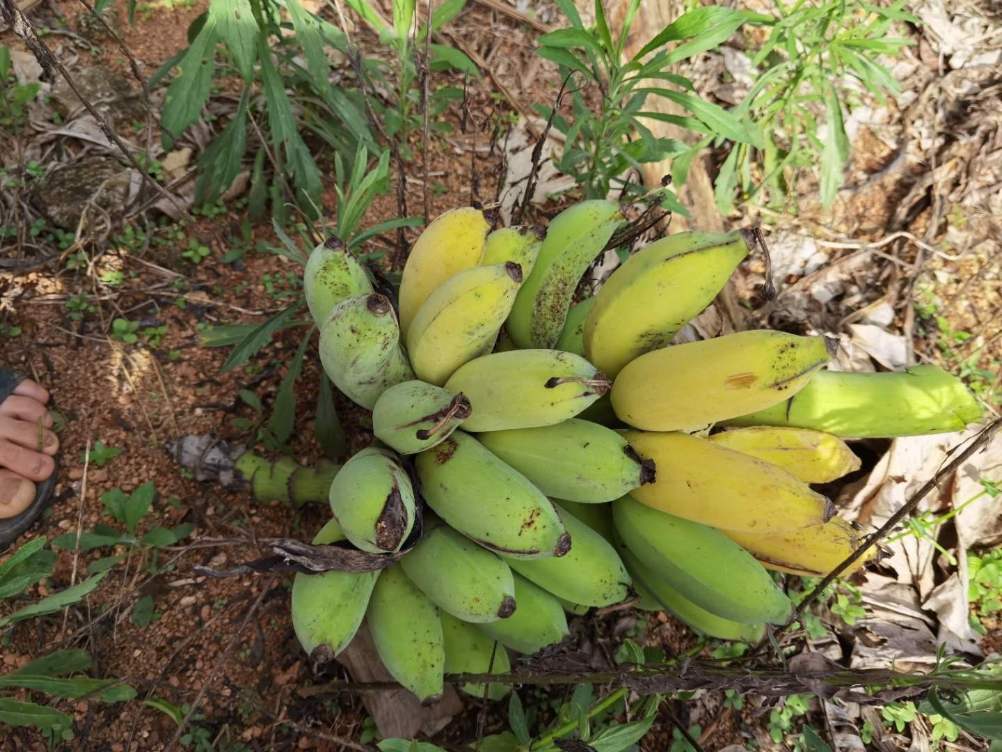 顺丰空运自然野生小米米蕉海南五指山香蕉新鲜手机保护套