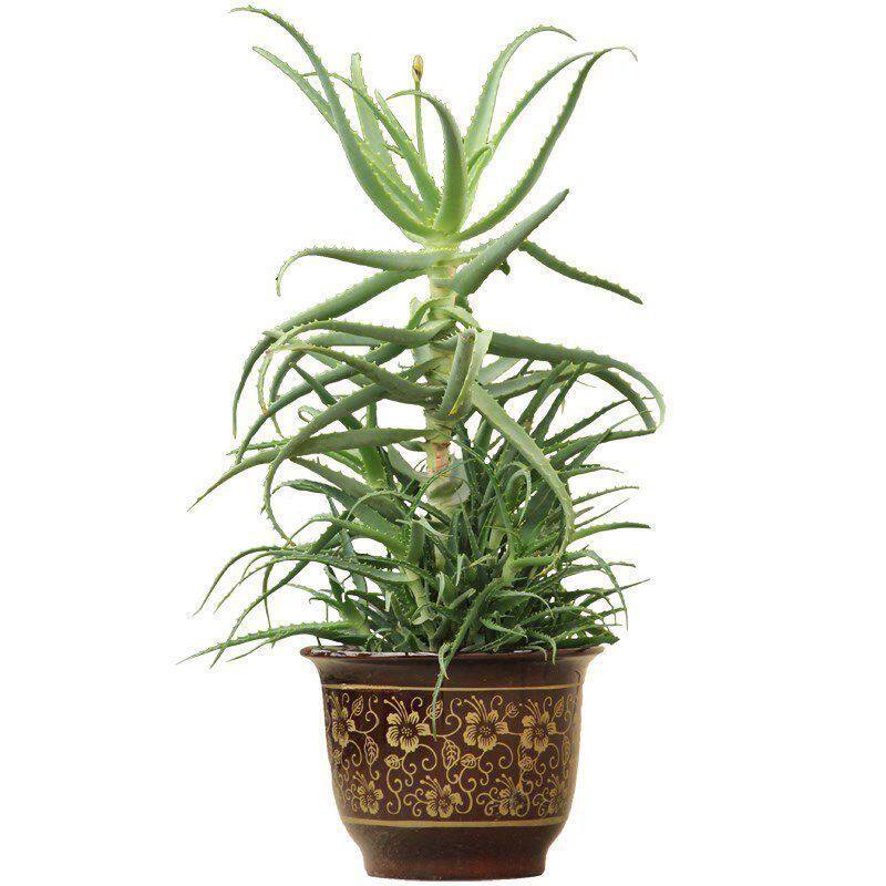 芦荟龙爪绿植药用花卉木立芦荟木剑小木盆栽绿植