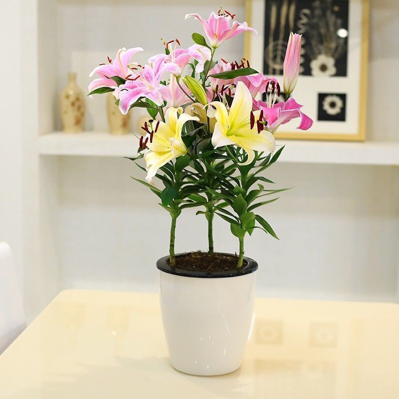 百合花盆栽花苞阳台庭院养活绿植室内外客厅四季绿植