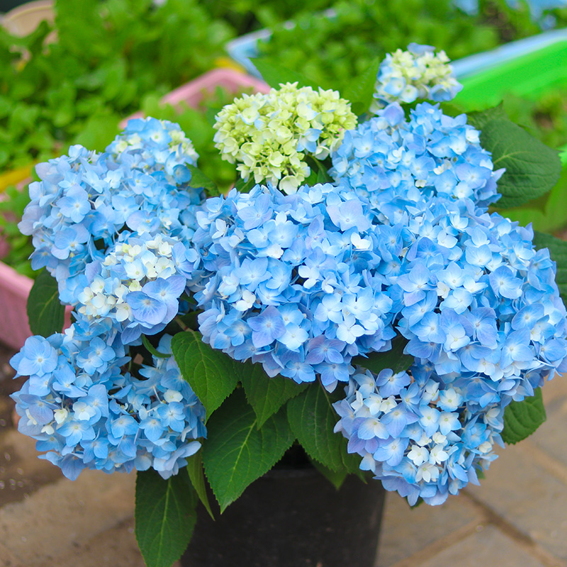 无尽夏绣球花苗盆栽花卉观花植物室内带花苞八仙特大当年开花四季