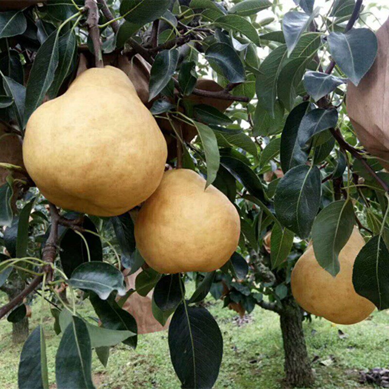 啤梨邮大装包10斤水果新鲜加州现货太婆丑梨手机保护套