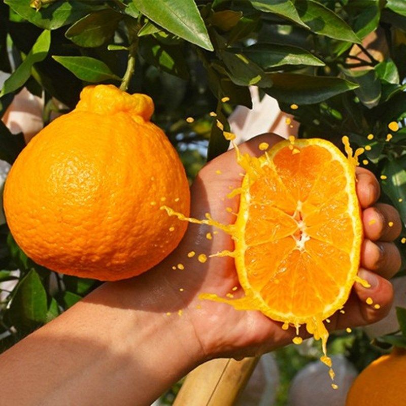 树苗四川嫁接不知丑八怪柑橘春见耙耙丑柑丑橘果树