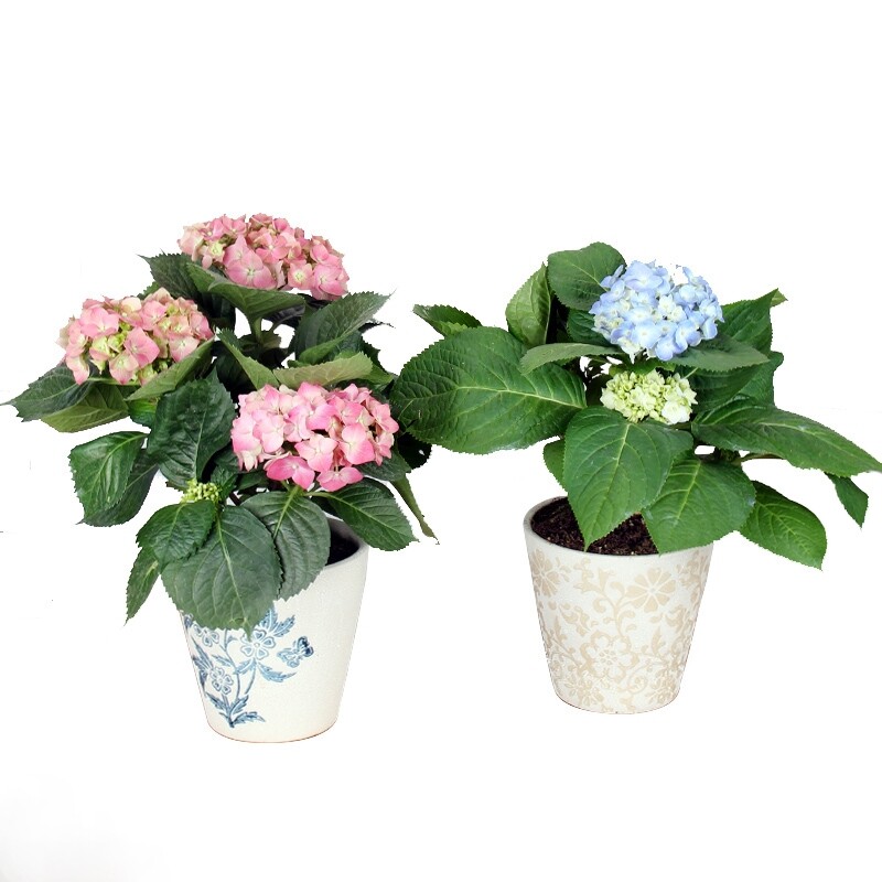 绣球花苗花苞无尽夏八仙花盆栽花卉观花绿植时令草本花卉