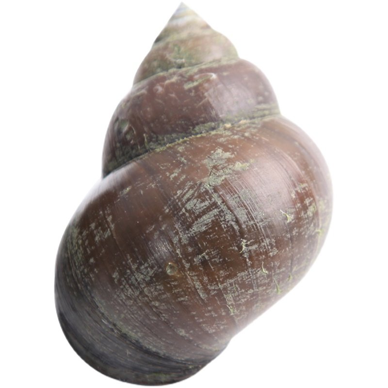 田螺鲜活超大野生大田新鲜螺蛳洪湖厚壳圆大号泥螺