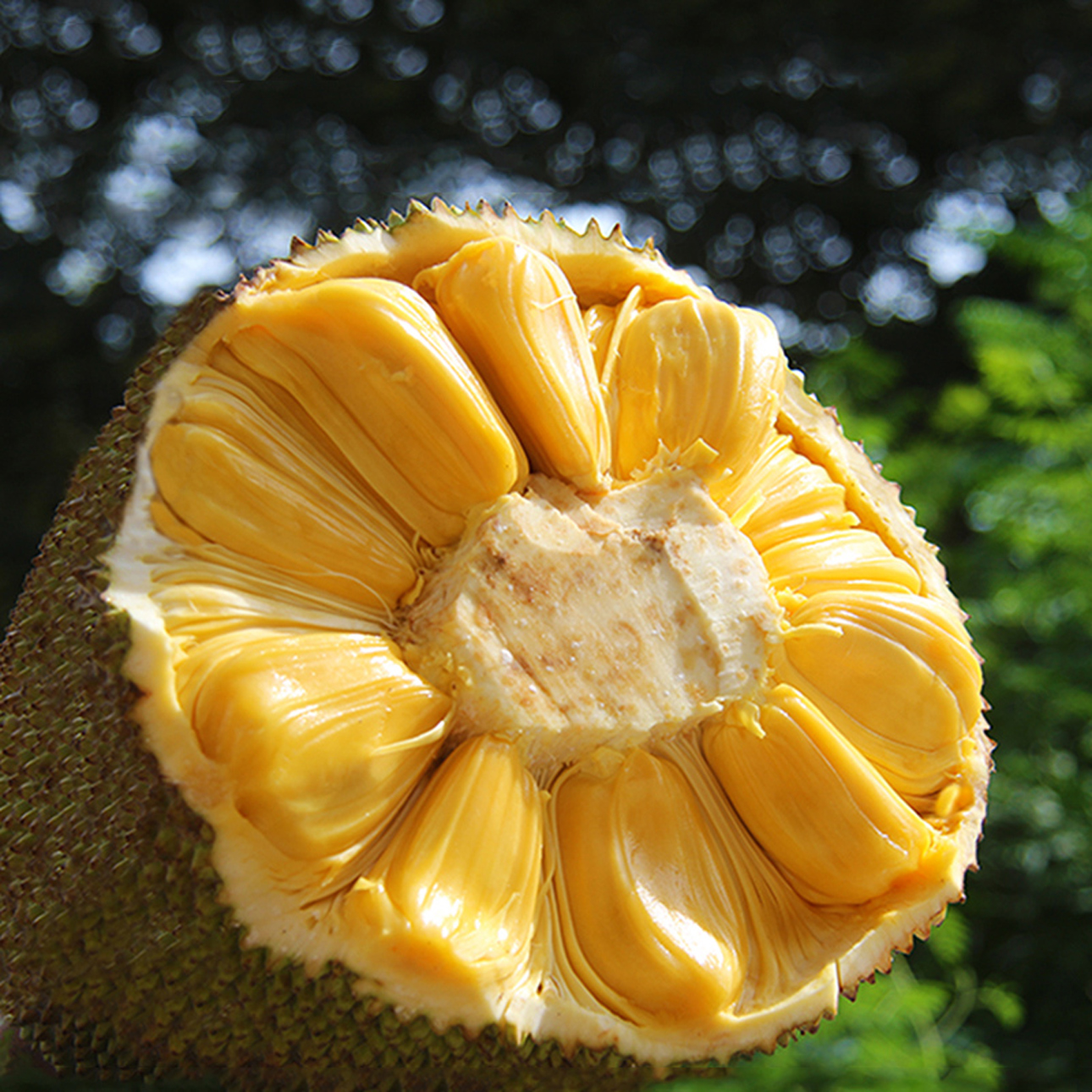 海南三亚菠萝蜜当季新鲜水果整个整箱菠萝蜜